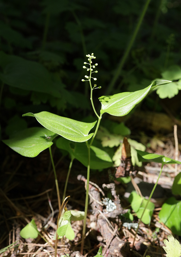 Image of Maianthemum bifolium specimen.