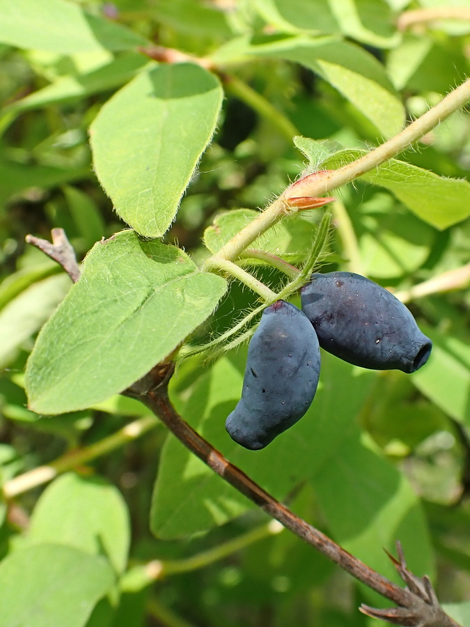 Image of Lonicera edulis specimen.