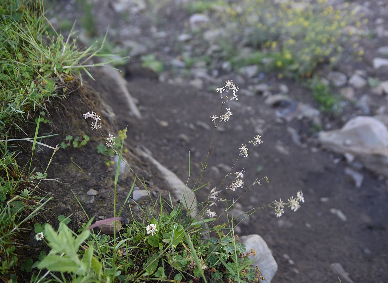 Изображение особи Silene saxatilis.