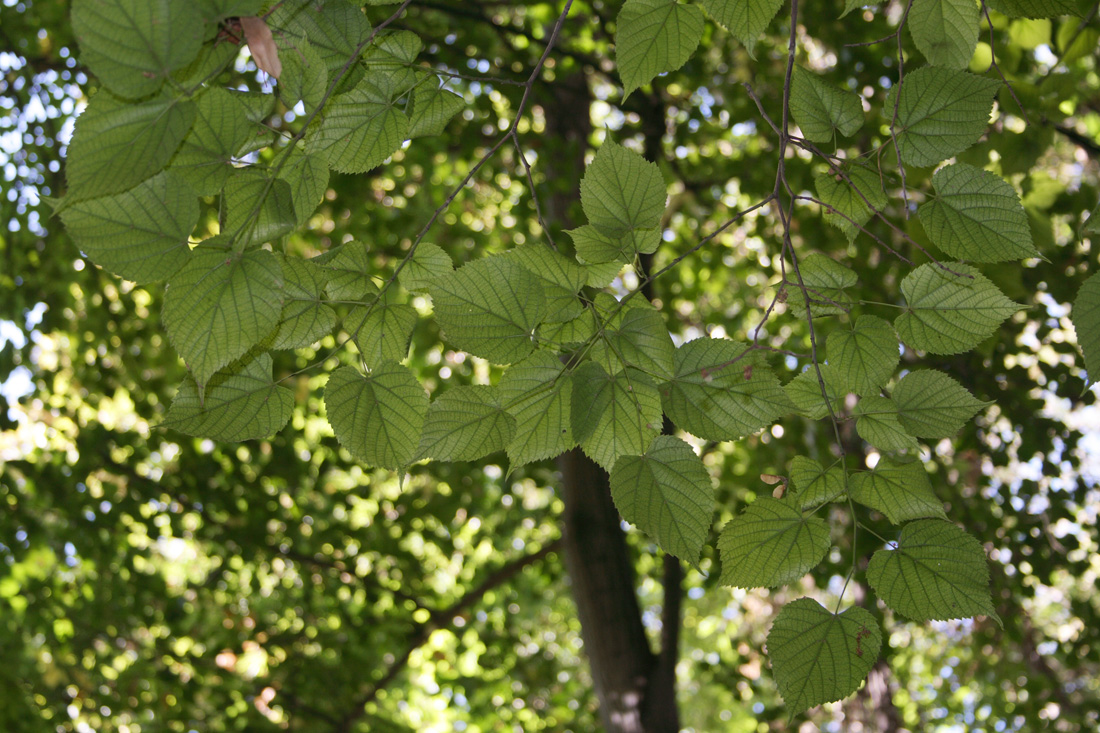 Image of Tilia japonica specimen.