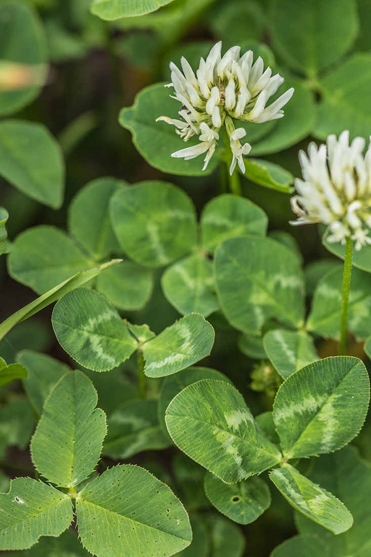 Image of Trifolium ambiguum specimen.