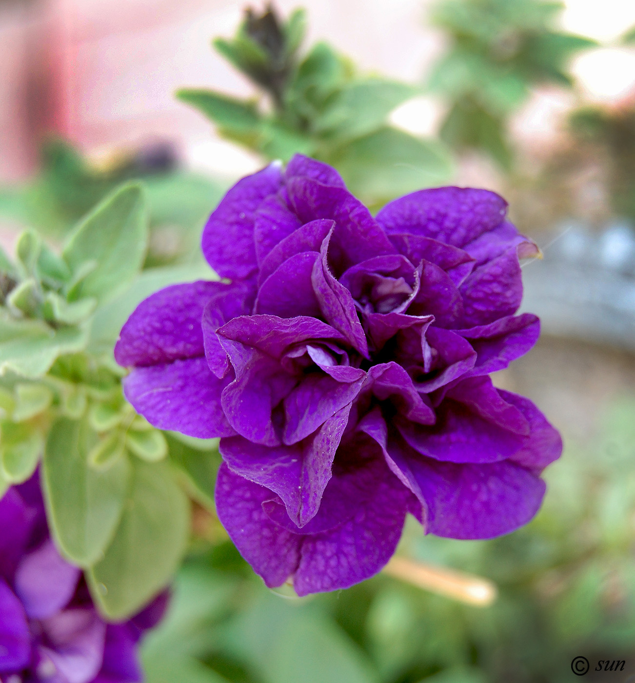 Image of Petunia &times; hybrida specimen.