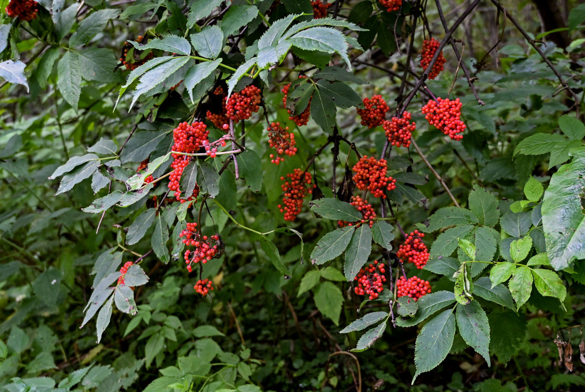 Image of Sambucus racemosa specimen.