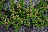 Juniperus sibirica