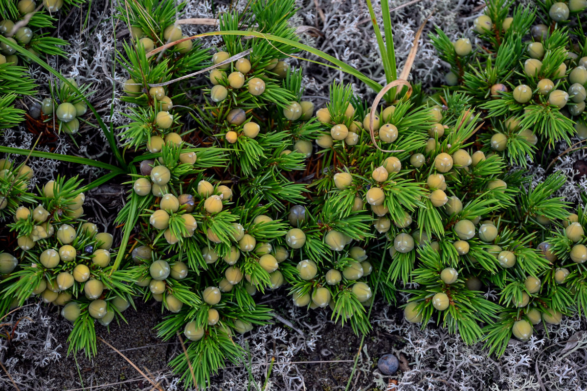 Изображение особи Juniperus sibirica.