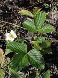 Fragaria orientalis. Цветущее растение (осеннее цветение). Хабаровский край, окр. г. Комсомольск-на-Амуре, граница смешанного леса и ЛЭП. 03.09.2024.