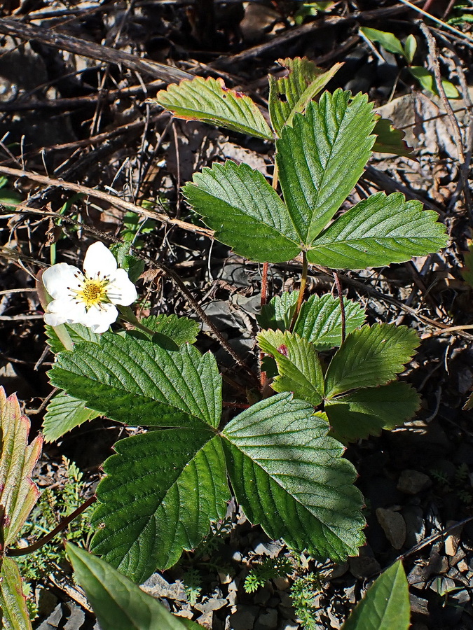 Изображение особи Fragaria orientalis.