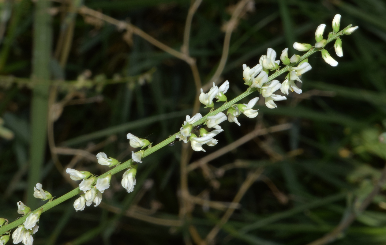 Image of Melilotus albus specimen.