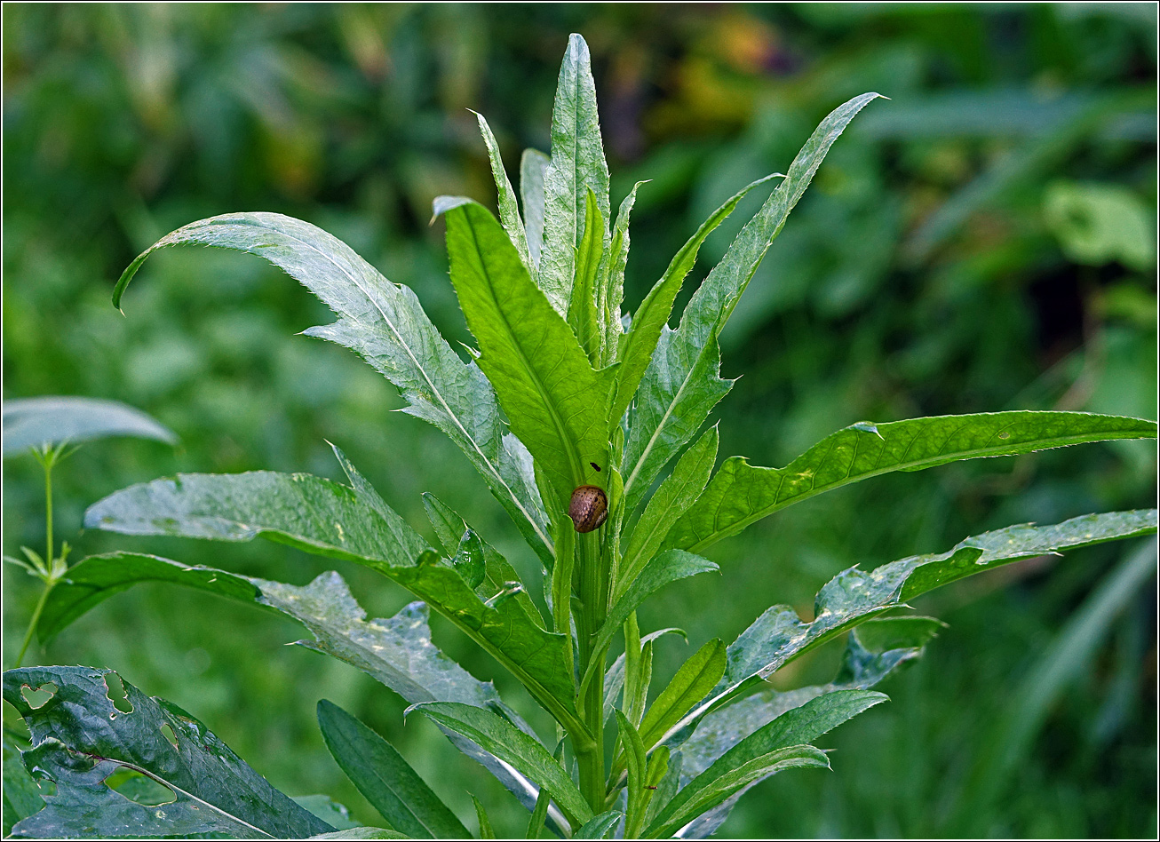 Image of Cirsium arvense specimen.