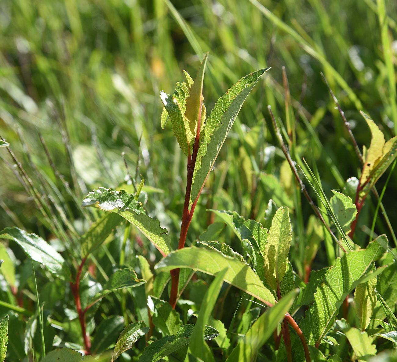 Image of genus Salix specimen.