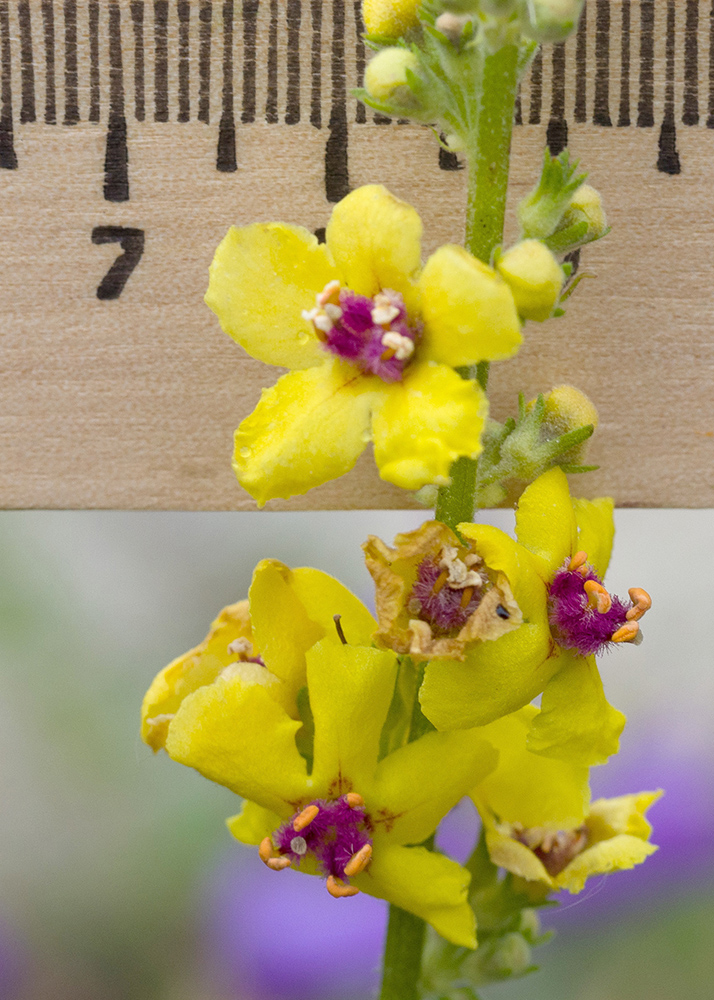 Image of Verbascum wilhelmsianum specimen.