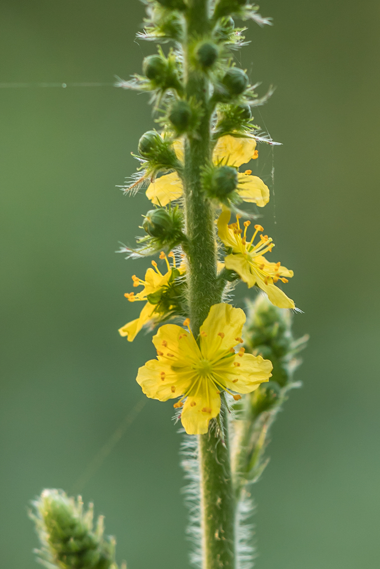 Image of Agrimonia eupatoria specimen.