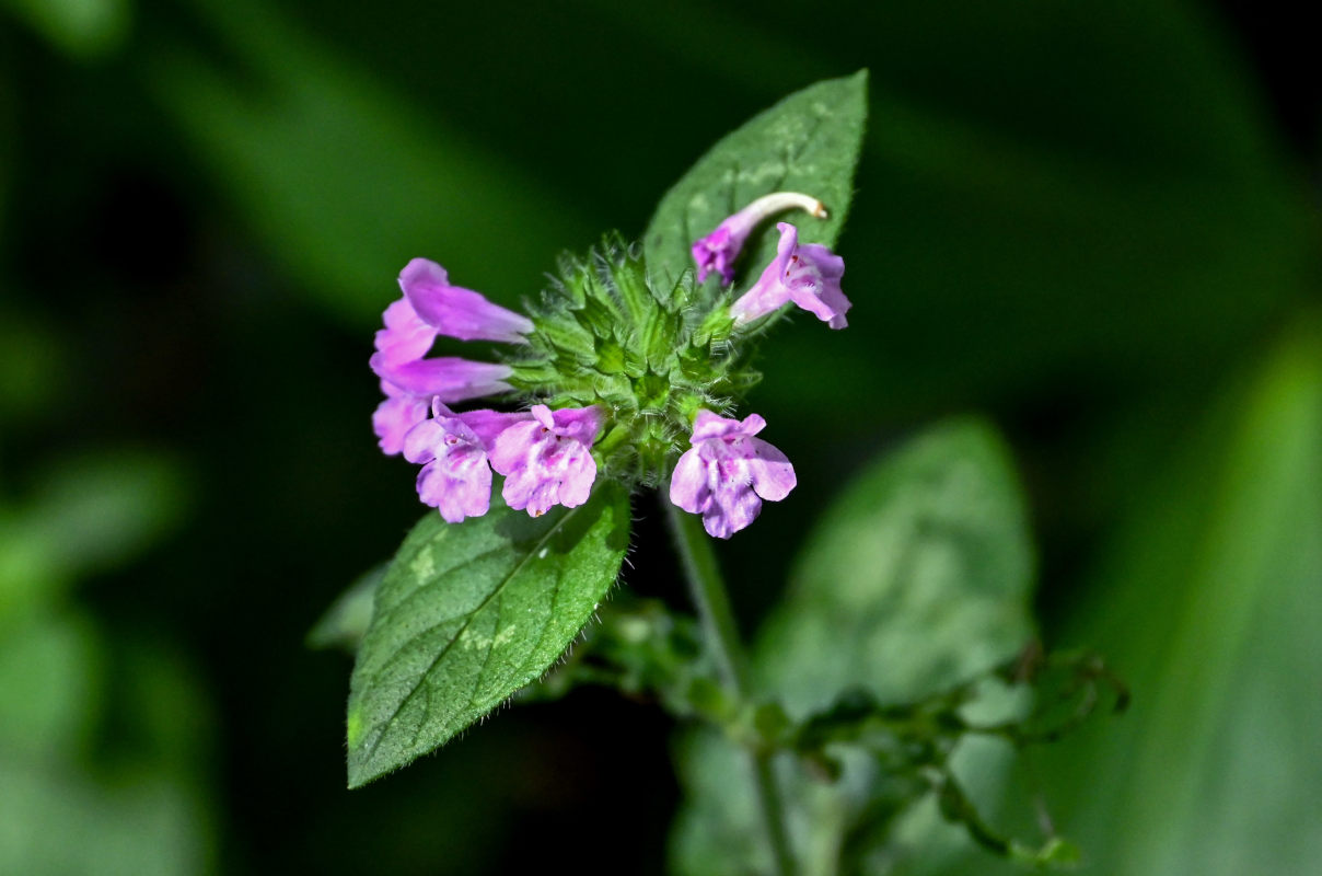 Изображение особи Clinopodium vulgare.