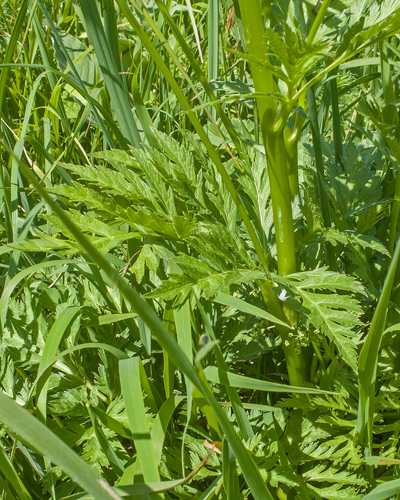 Image of familia Apiaceae specimen.