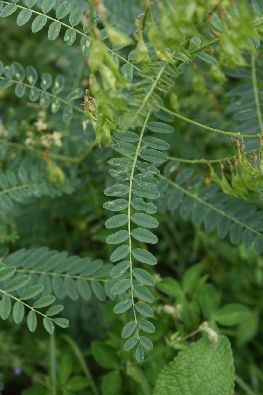 Изображение особи Astragalus galegiformis.