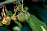 Actinidia chinensis разновидность deliciosa. Созревающий плод. Китай, провинция Хунань, национальный парк \"Чжанцзяцзе\", в культуре. 06.06.2024.