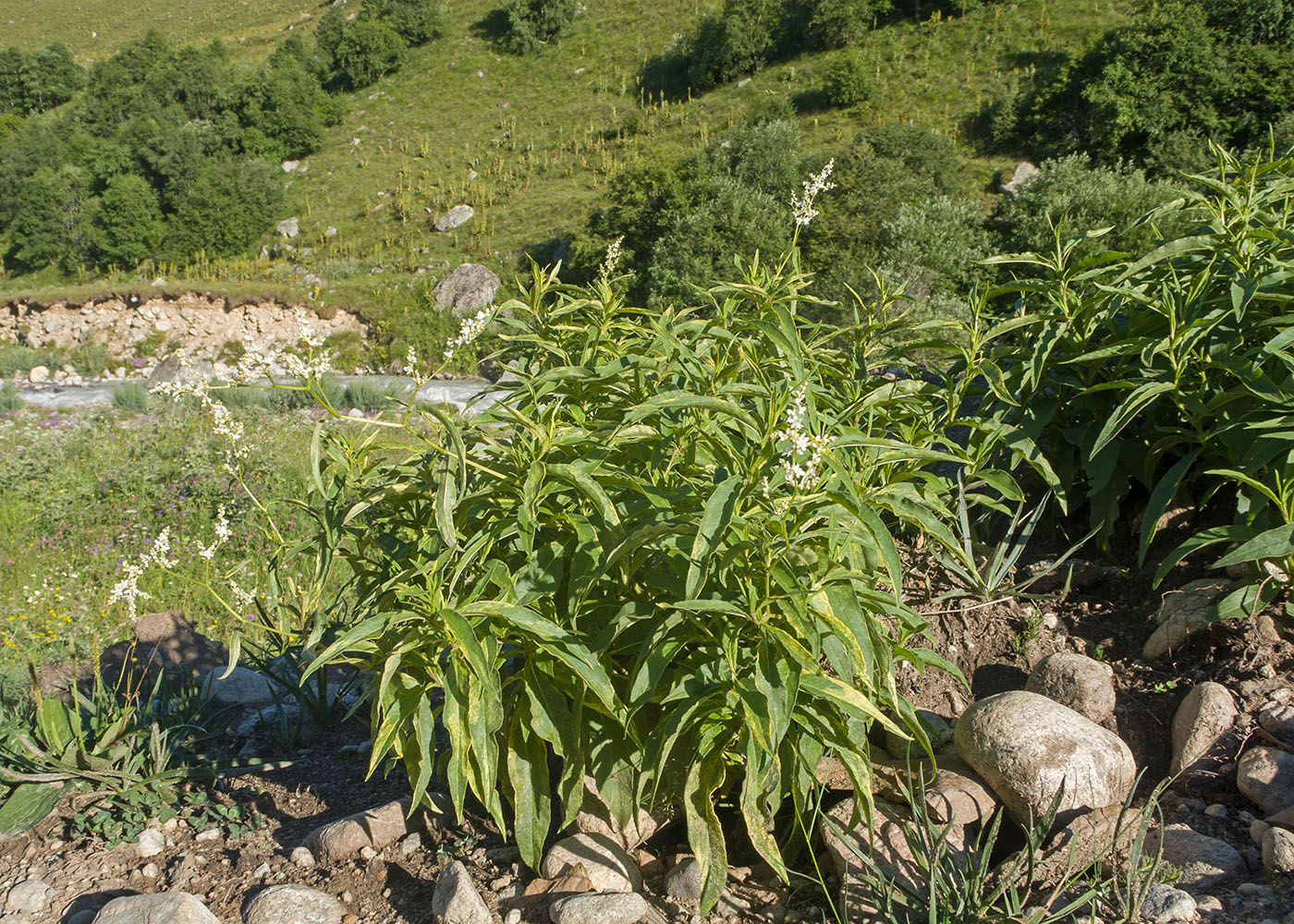 Image of Aconogonon alpinum specimen.