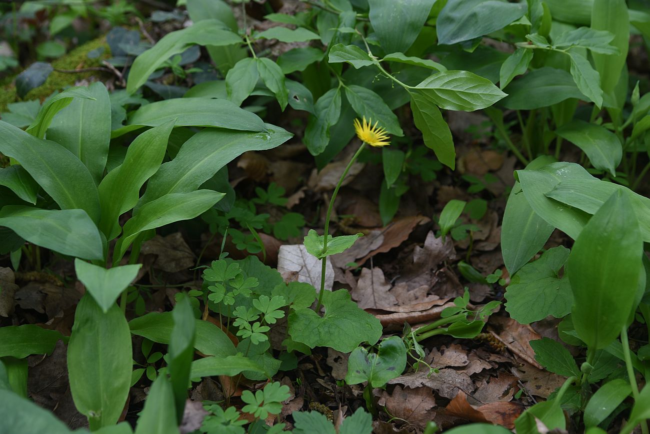 Image of Doronicum orientale specimen.