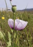 View full-size image Papaver somniferum