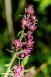 Смотреть изображение Epipactis atrorubens