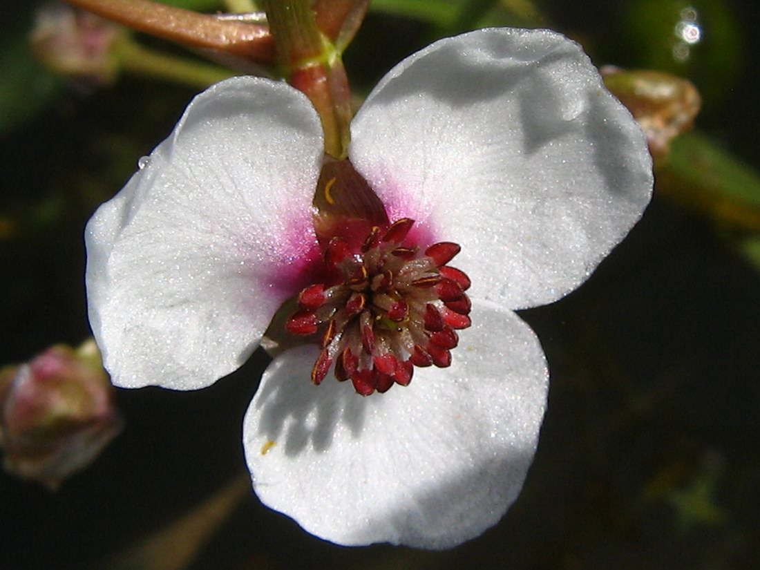 Изображение особи Sagittaria sagittifolia.