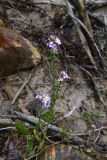 View full-size image Cardamine seidlitziana