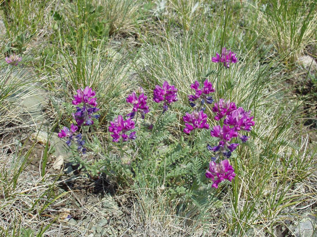 Изображение особи Oxytropis floribunda.