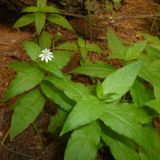 Stellaria bungeana. Цветущее растение. Кемеровская обл., Кемеровский р-н, окр. дер. Тебеньковка. 07.06.2011.