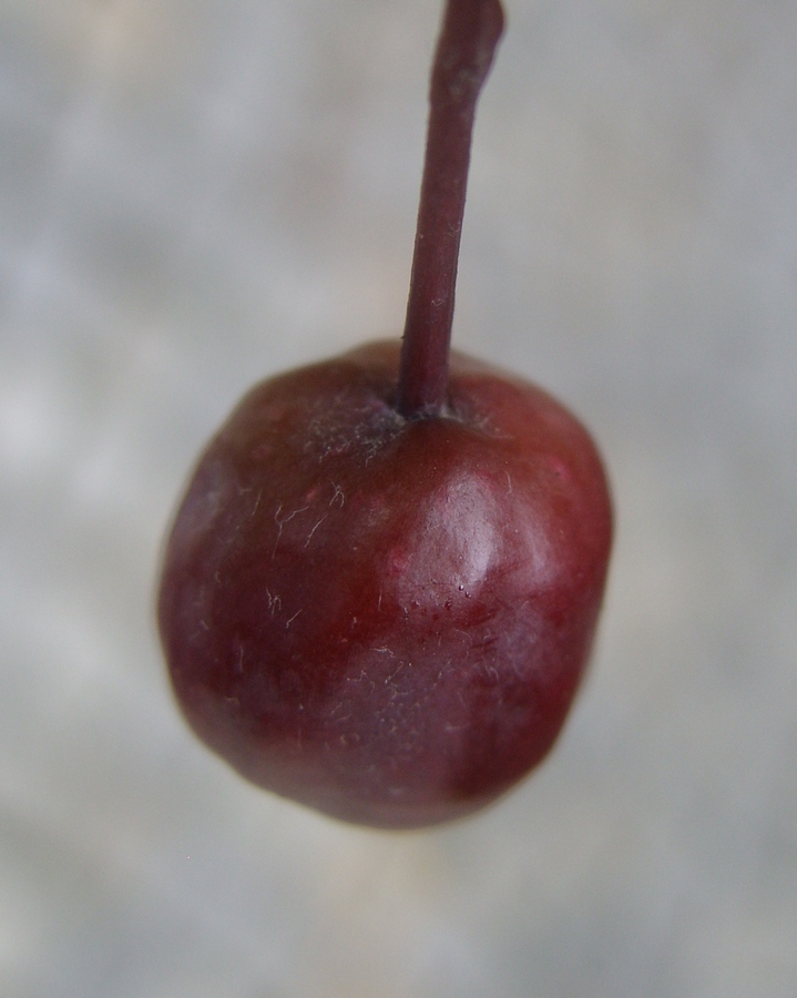 Image of genus Malus specimen.