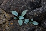 Mertensia maritima