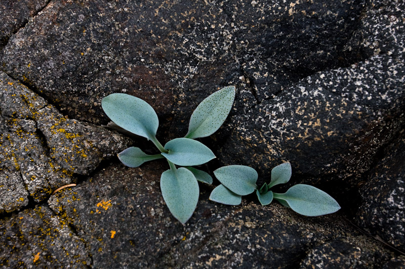 Image of Mertensia maritima specimen.