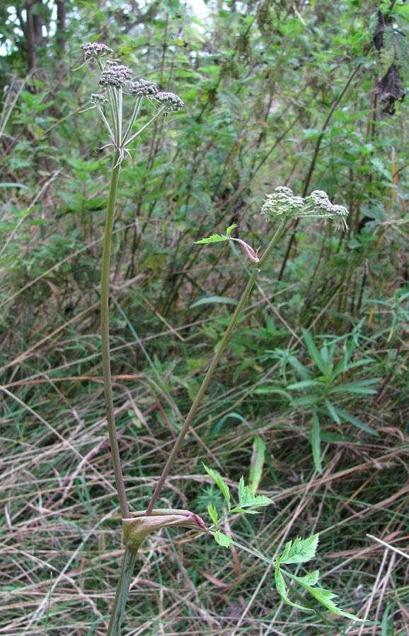 Изображение особи Angelica sylvestris.