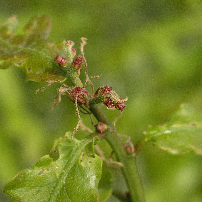 Image of Quercus robur specimen.