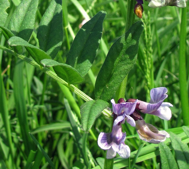 Image of Vicia sepium specimen.