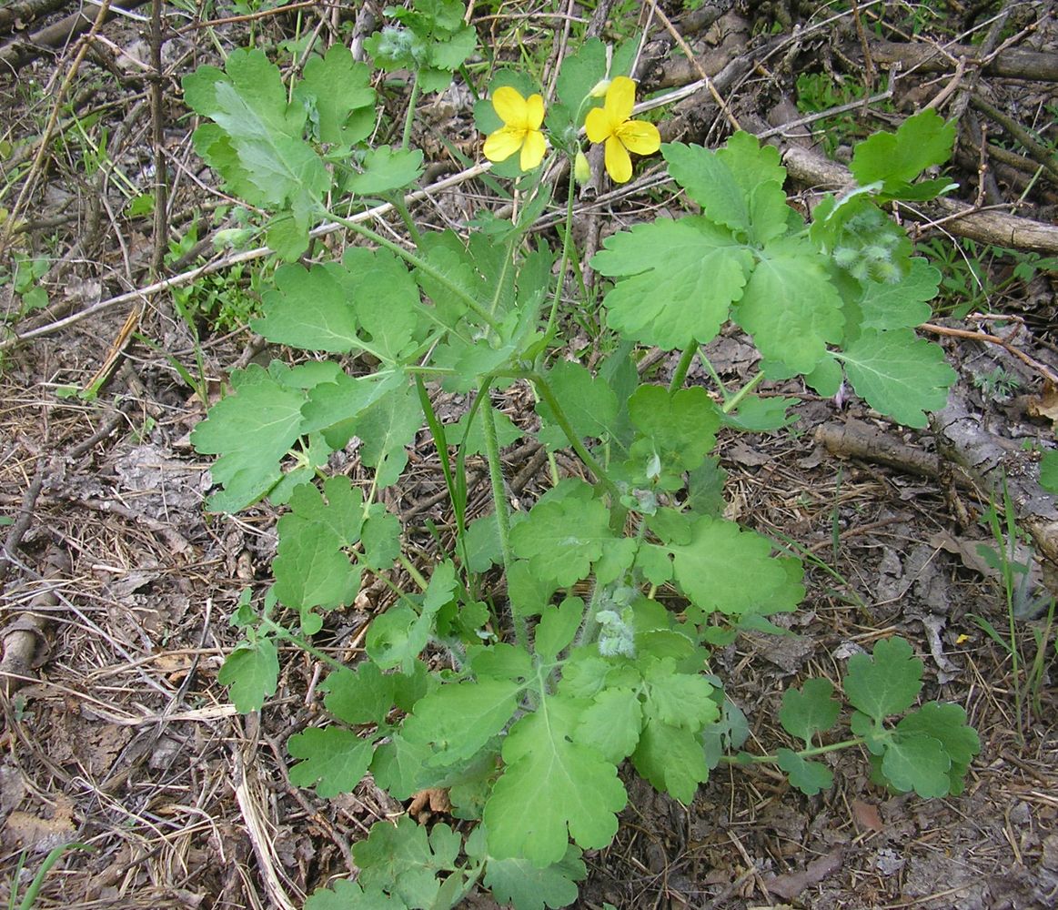 Изображение особи Chelidonium majus.