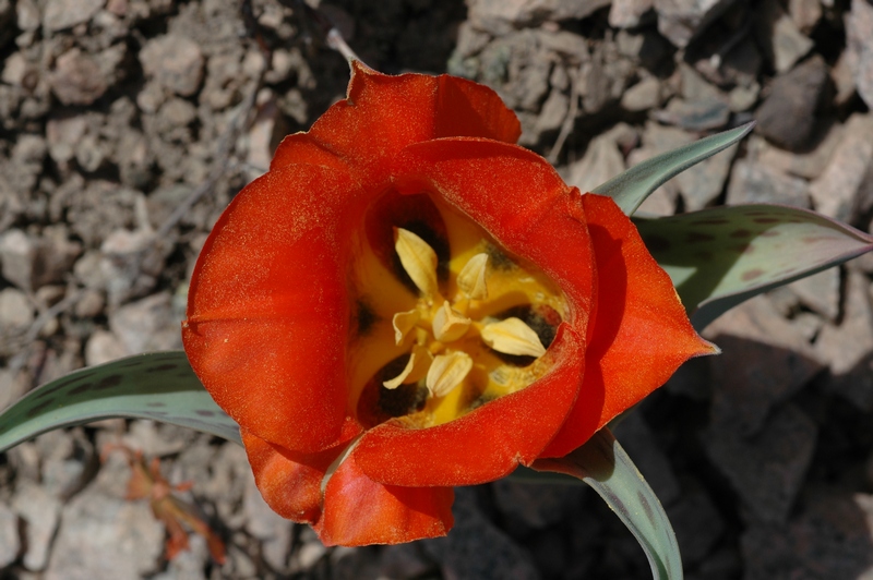 Image of Tulipa greigii specimen.