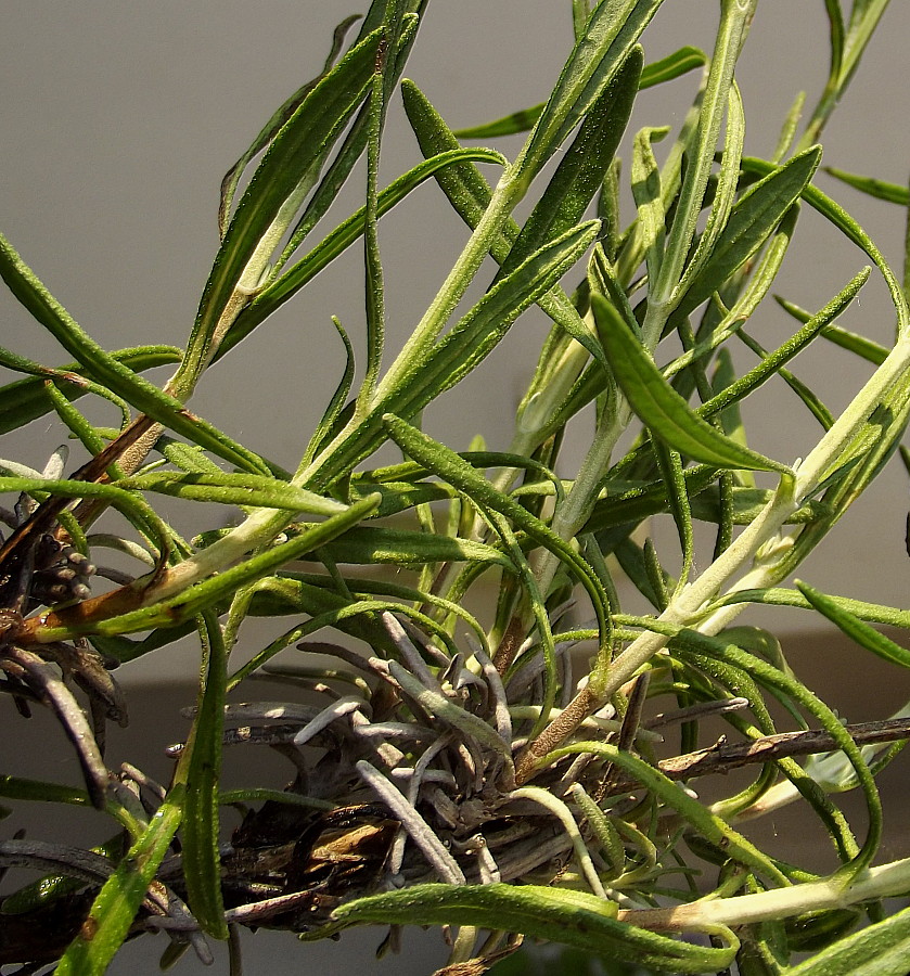 Image of Lavandula angustifolia specimen.