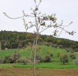 Robinia pseudoacacia