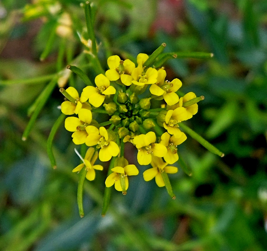 Image of Erysimum cheiranthoides specimen.