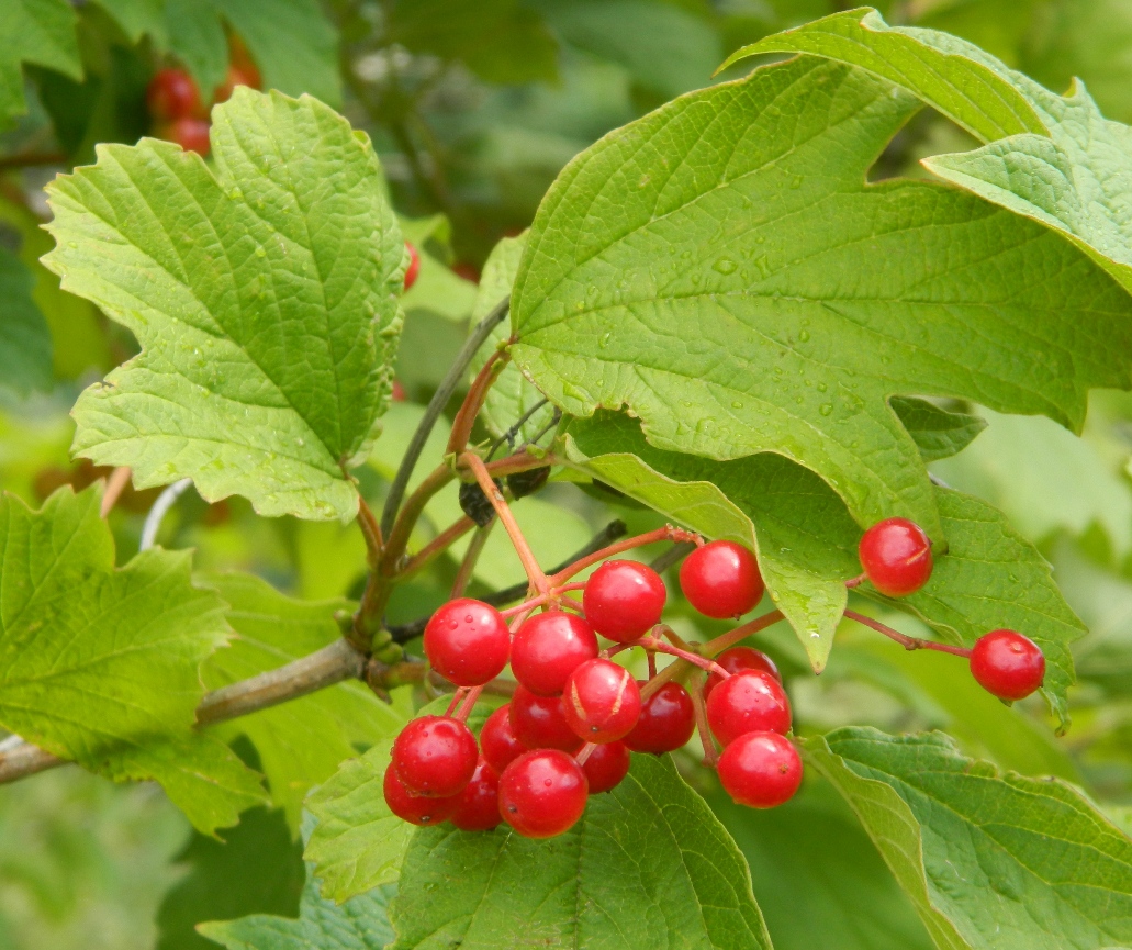 Image of Viburnum opulus specimen.