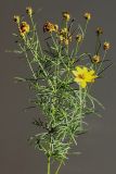 Coreopsis verticillata