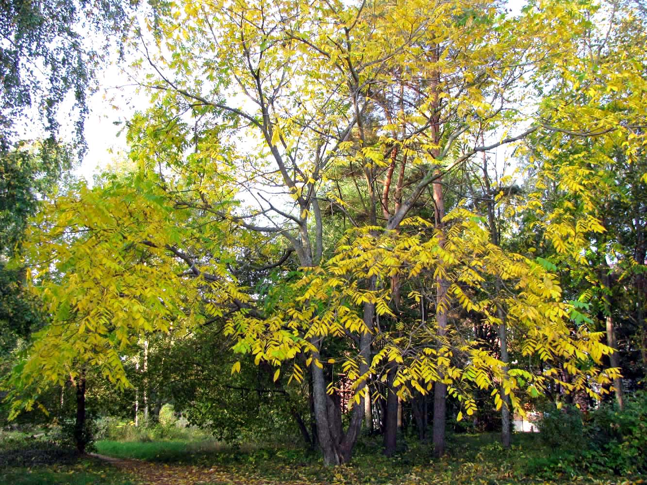 Изображение особи Juglans mandshurica.