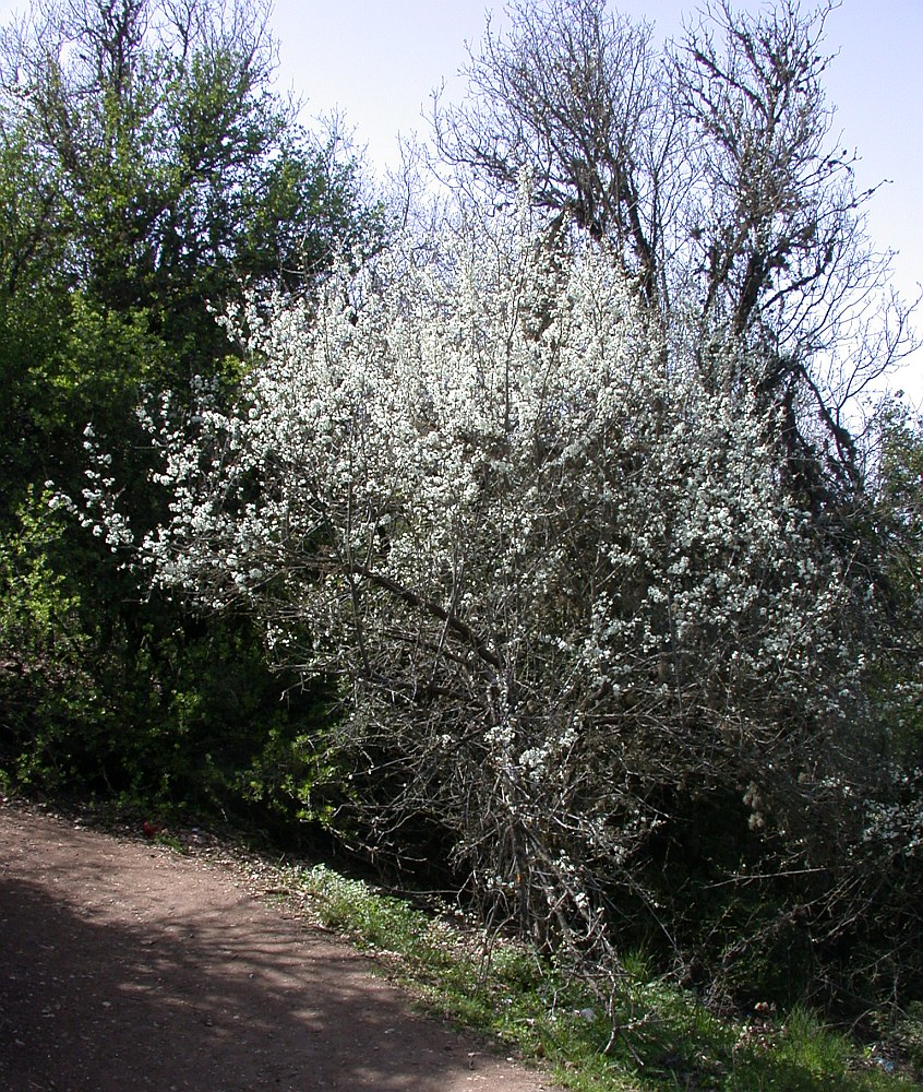 Image of Prunus cocomilia specimen.