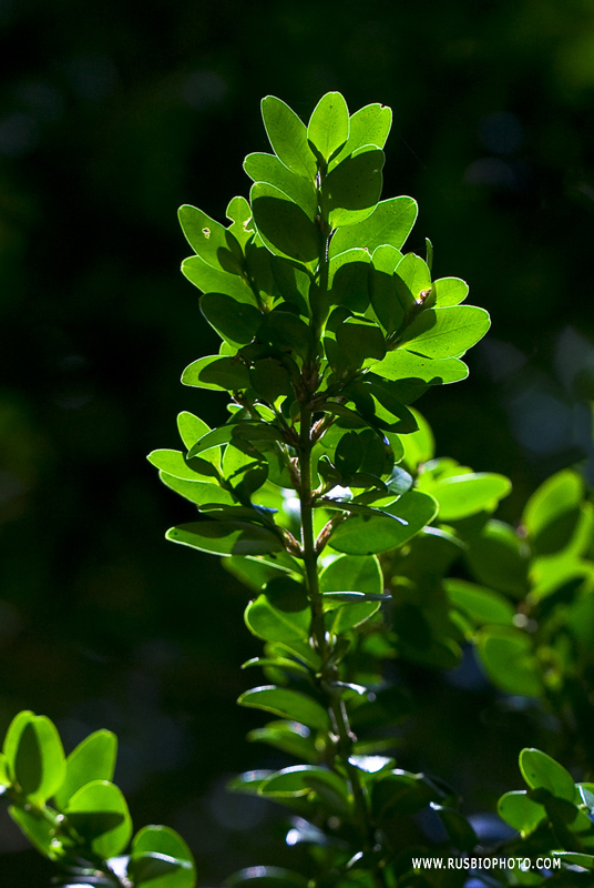 Image of Buxus colchica specimen.