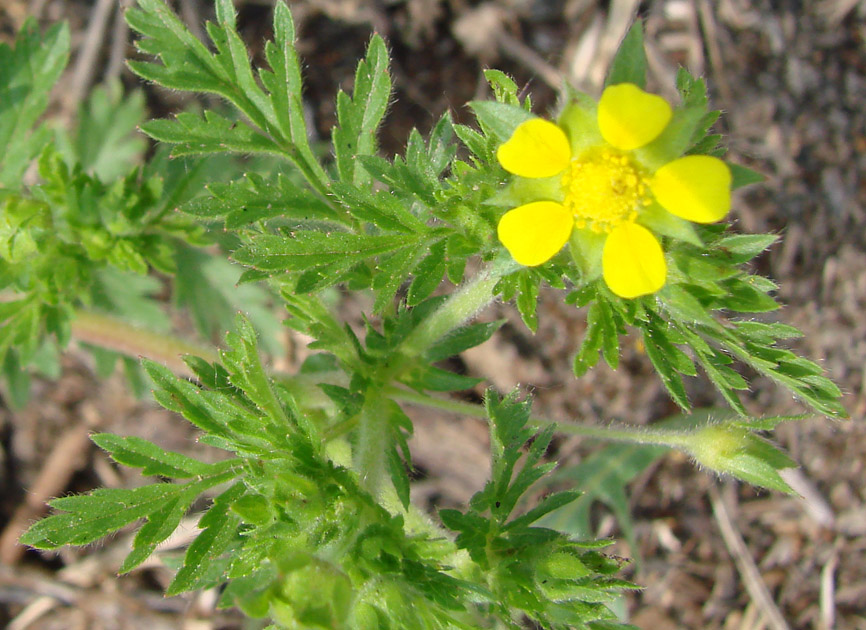 Image of Potentilla supina ssp. paradoxa specimen.