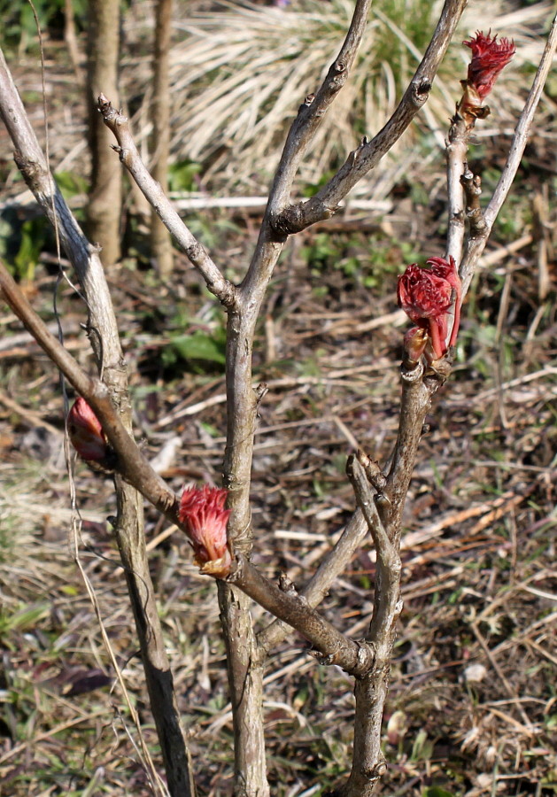 Image of Paeonia suffruticosa specimen.