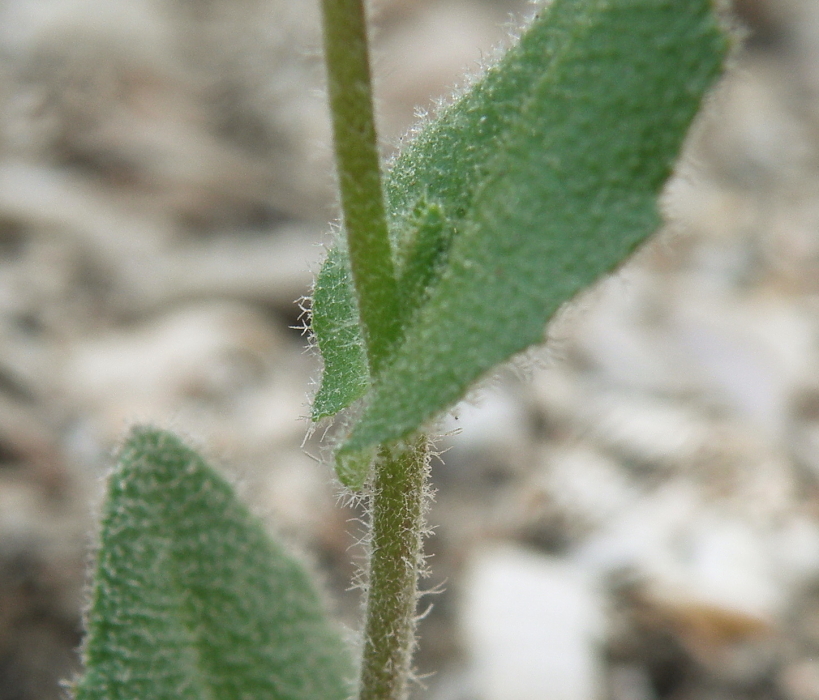 Image of Arabis auriculata specimen.