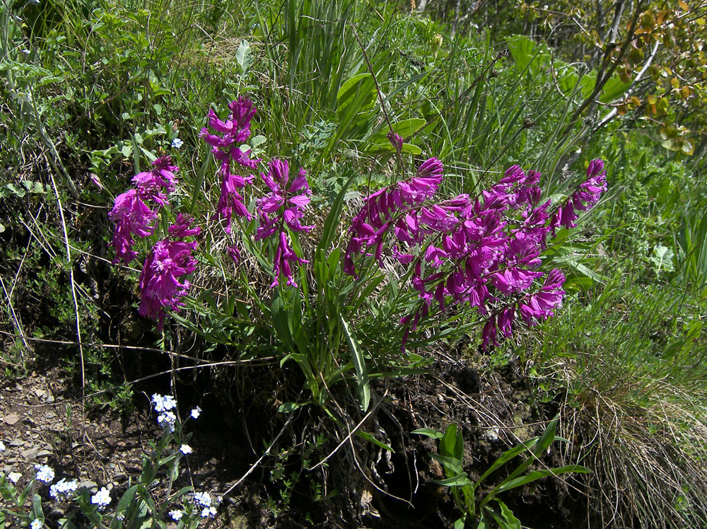 Изображение особи Polygala major.