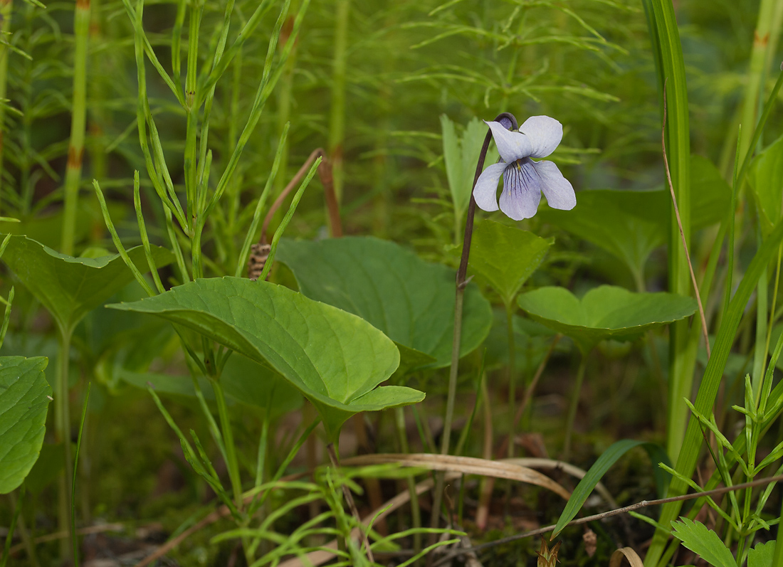 Image of Viola &times; hyperborea specimen.