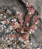 Sedum hispanicum. Цветущее растение. Германия, г. Krefeld, Ботанический сад. 08.06.2013.